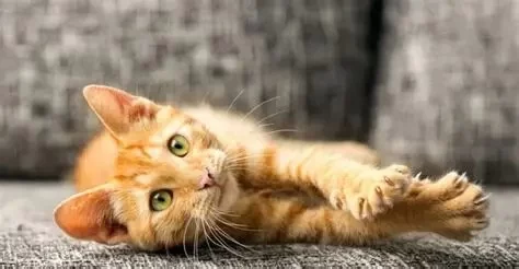 How to Recognize and Treat Pet Feline Brain Disorders: A Comprehensive Guide