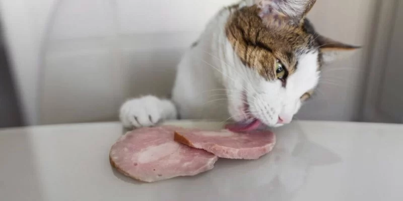 Can Cats Eat Cooked Pork? A Guide for Pet Owners