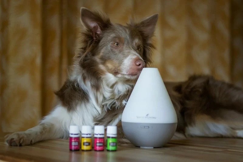 How to Use Essential Oils Safely (or Not) Around Pets
