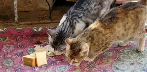 Can Cats Eat Bread Crusts? Safety, Risks, and Vet-Approved Guidance