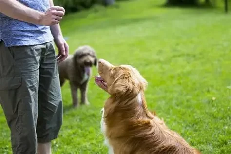 How to Build Reliable Recall in Dogs Through Off-Leash Training