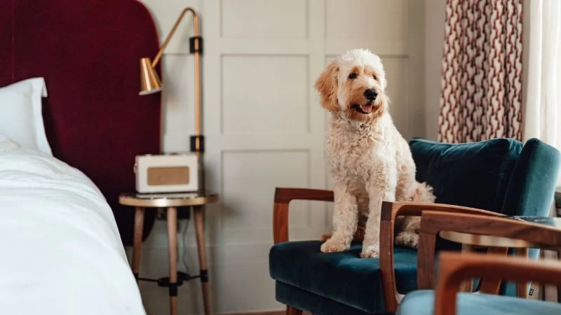 How to Create a Safe Space for Pets with Anxiety - Tips for Pet Owners