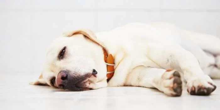 Top Pet Anxiety Treatments for Fearful Dogs