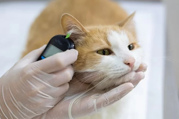 How to Recognize and Treat Pet Feline Diabetes