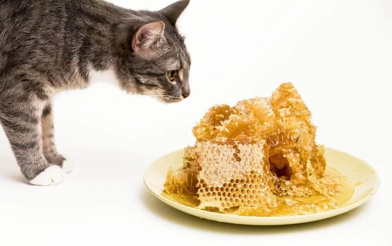 Can Cats Eat Honey? Exploring the Benefits and Risks
