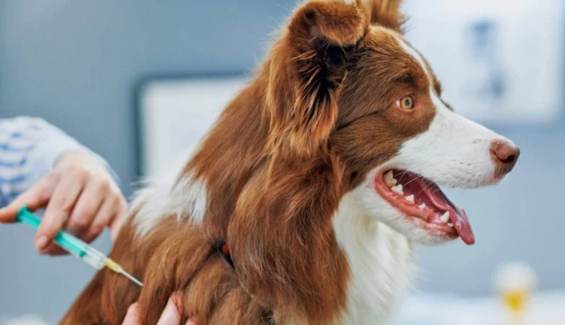 How to Manage Pet Drug Side Effects