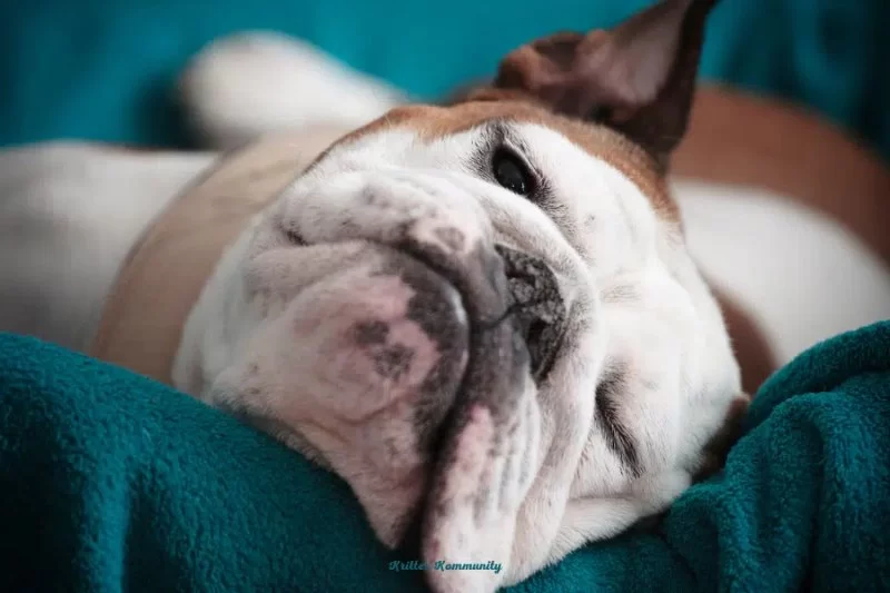 Best Anxiety Relief Methods for Senior Dogs