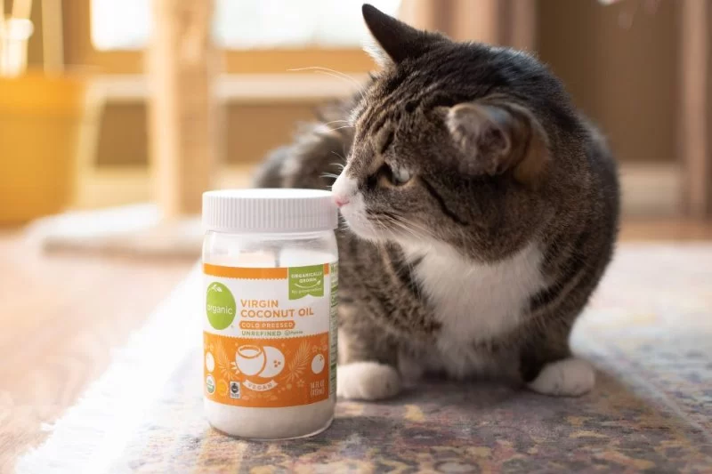 Can Cats Eat Coconut Oil? Everything You Need to Know