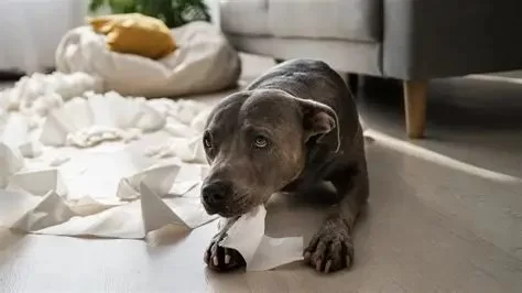 How to Stop Destructive Chewing in Dogs | Tips for Pet Owners