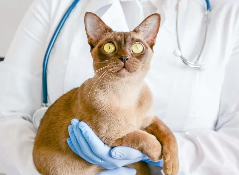 How to Recognize and Treat Pet Feline GI Parasites