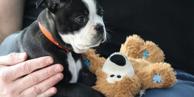 Pet Anxiety Prevention Tips for New Pet Owners — A Complete Guide