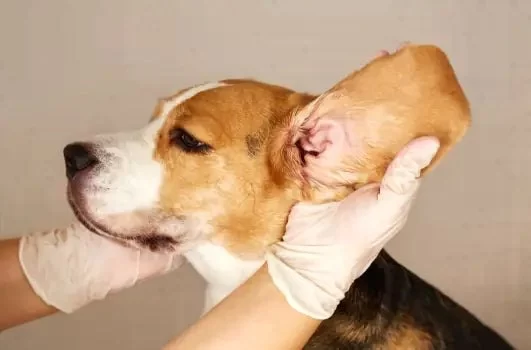 How to Recognize and Treat Pet Vestibular Syndrome | Hidden Brook Veterinary