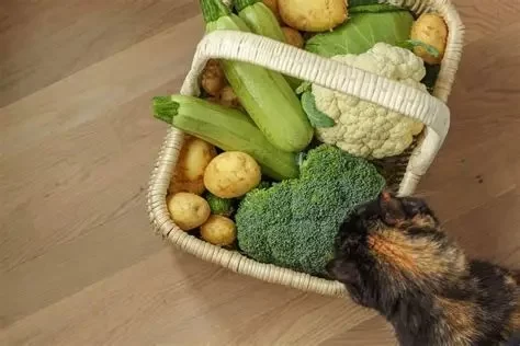 Can Cats Eat Cooked Zucchini? Safe and Healthy Guidelines for Your Feline