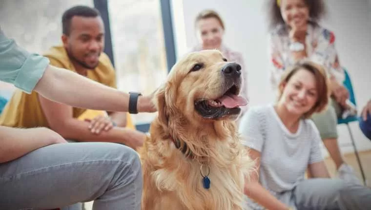How to Help a Dog with Social Anxiety Around Strangers