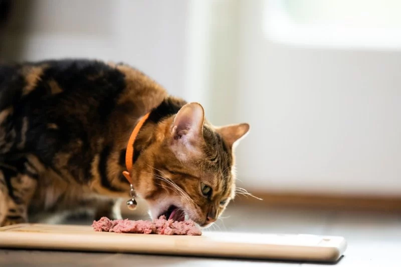 Can Cats Eat Grilled Chicken? A Guide to Feeding Your Feline Safely