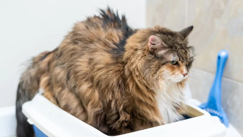 How to Recognize and Treat Pet Feline Constipation