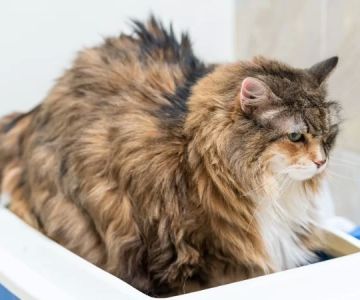 How to Recognize and Treat Pet Feline Constipation