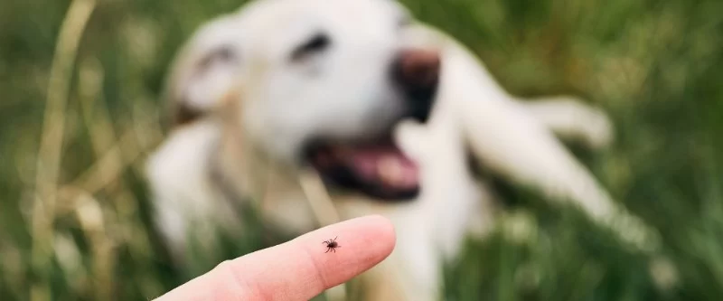 How to Recognize and Treat Pet Lyme Disease | Prevention and Care