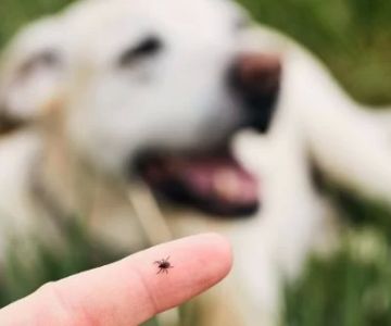 How to Recognize and Treat Pet Lyme Disease | Prevention and Care