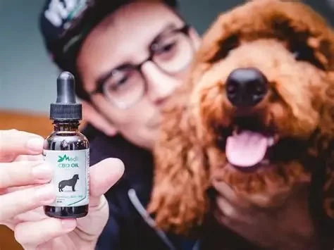 Can CBD Oil Help with Pet Anxiety? Benefits and Safe Use Explained