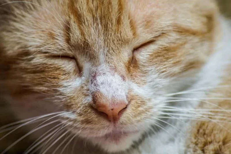 How to Recognize and Treat Pet Feline Nasal Disease — Complete Guide