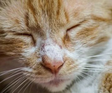 How to Recognize and Treat Pet Feline Nasal Disease — Complete Guide