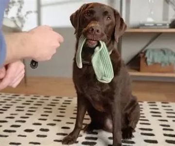 How to Safely Train Your Dog 