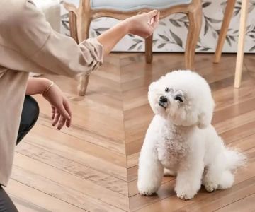 How to Train Dogs to Be Gentle with Guests
