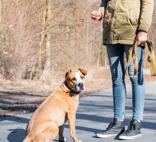 How to Train Dogs to Ignore Food Distractions for Better Behavior