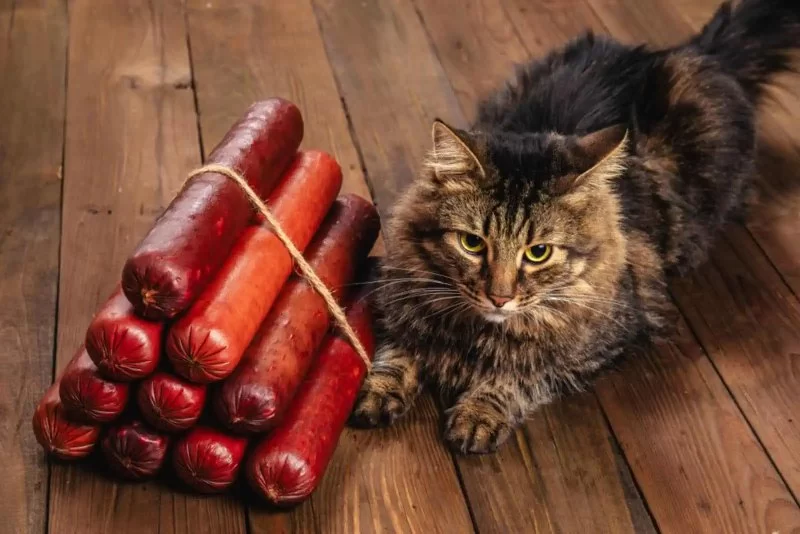 Can Cats Eat Sausage? Safety, Risks, and Vet-Approved Feeding Tips