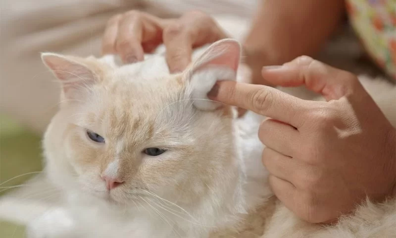 How to Clean Pet Ears and Prevent Infections: A Step-by-Step Guide
