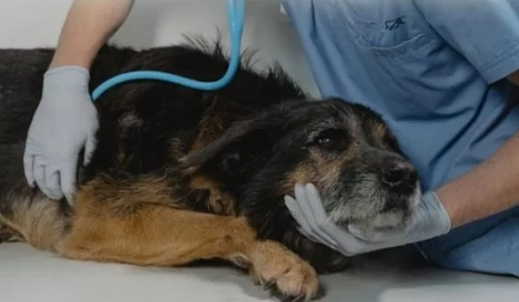 How to Recognize and Treat Pet Congestive Heart Failure