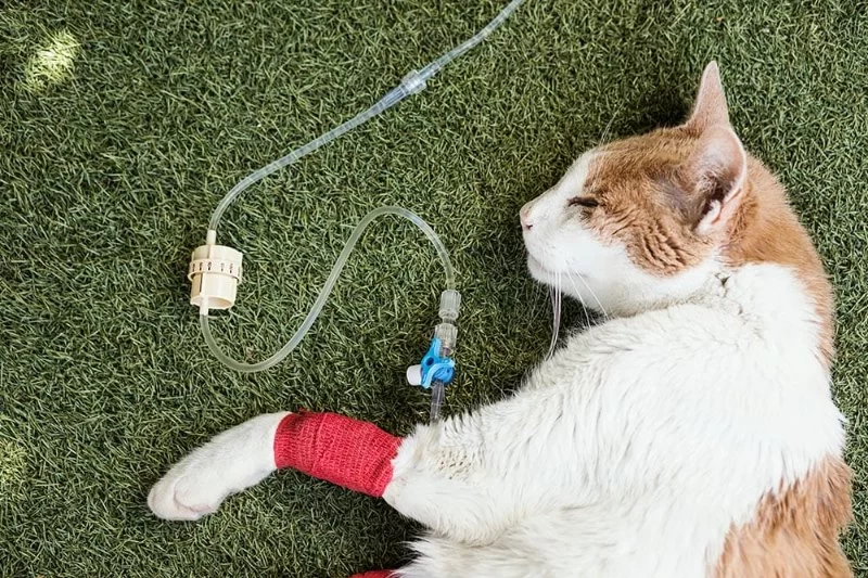 How to Recognize and Treat Pet Feline Multi-Organ Failure