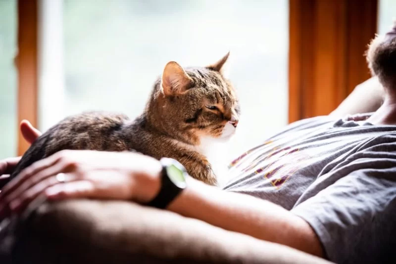 How to Treat Anxiety in Elderly Cats — A Complete Guide for Pet Owners