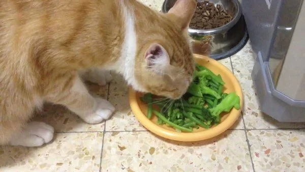 Can Cats Eat Green Beans? Exploring the Safety and Benefits for Cats