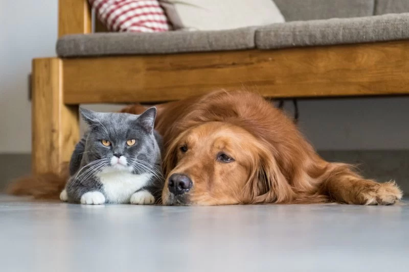 Signs That Your Pet’s Anxiety is Getting Worse: How to Help Your Pet