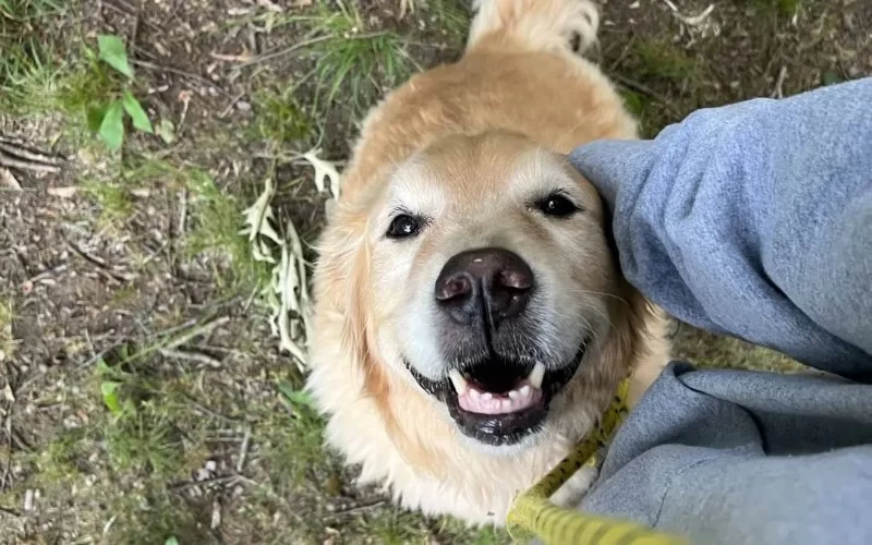 How to Train Dogs to Be Calm in Kennels: Tips for Stress-Free Boarding