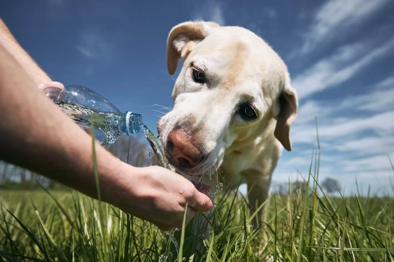 The Best Ways to Help Your Pet Stay Hydrated