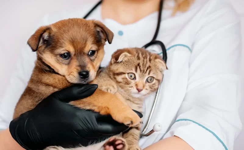 Why Regular Vet Checkups Are Important for Pets