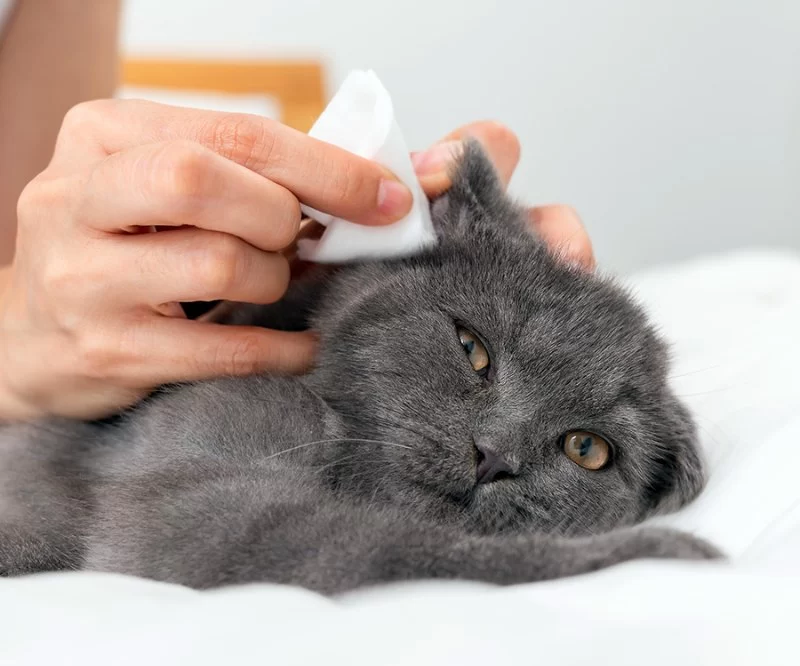 How to Spot and Treat Ear Mites in Pets: A Complete Guide
