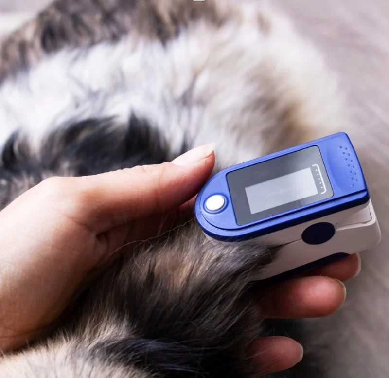 How to Monitor Pet Vital Signs at Home (Temp, HR, Resp) — A Comprehensive Guide