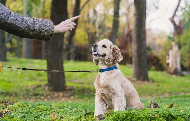 How to Train Dogs to Be Calm During Grooming: Expert Tips for a Stress-Free Experience