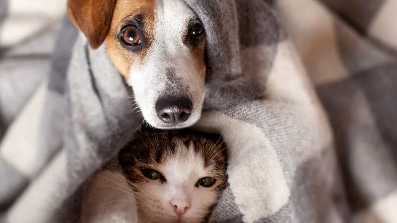 How to Help Pets with Anxiety Caused by Trauma: Practical Tips and Advice