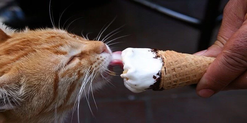 Can Cats Eat Vanilla Ice Cream? The Truth Behind Feeding Ice Cream to Cats