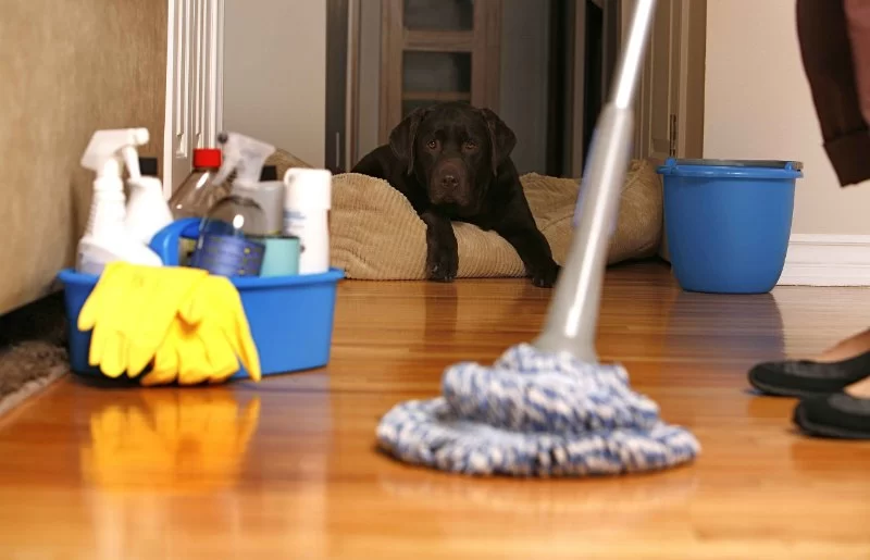 How to Deal with Pet Hair Everywhere: Tips to Keep Your Home Clean