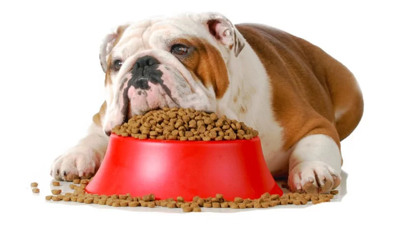 How to Choose the Right Food for Overweight Pets: A Complete Guide
