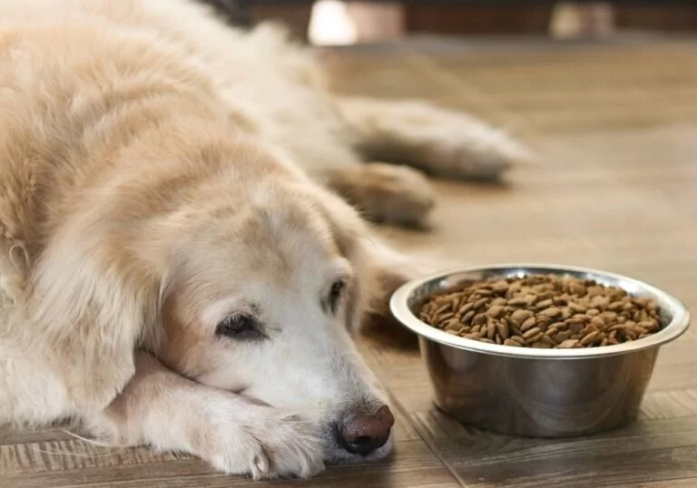 Best Ways to Help Pets with Loose Stool