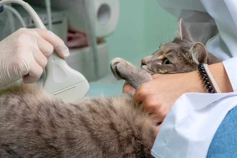 How to Recognize and Treat Pet Feline Organ Failure - A Guide for Cat Owners