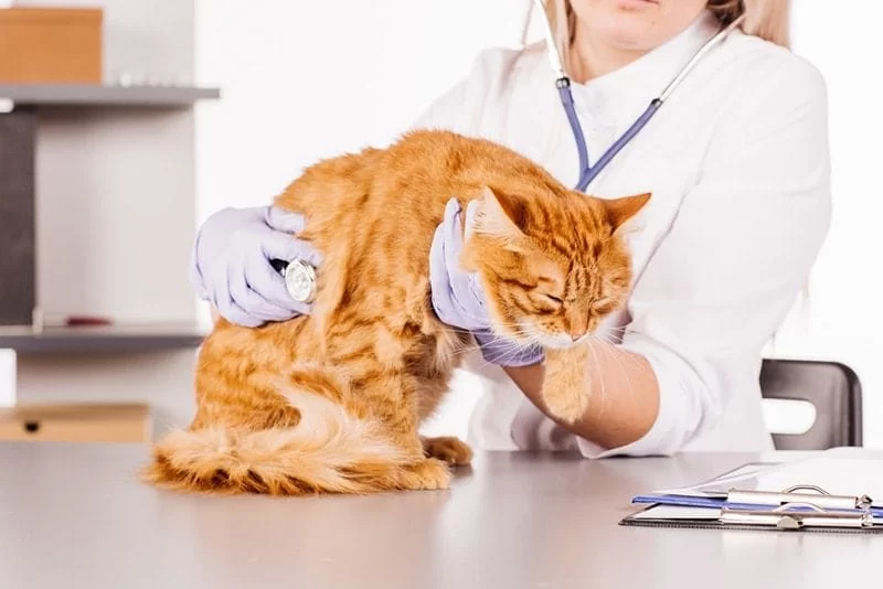How to Recognize Pet Endocrine Disorders Early – Signs, Symptoms, and Treatment