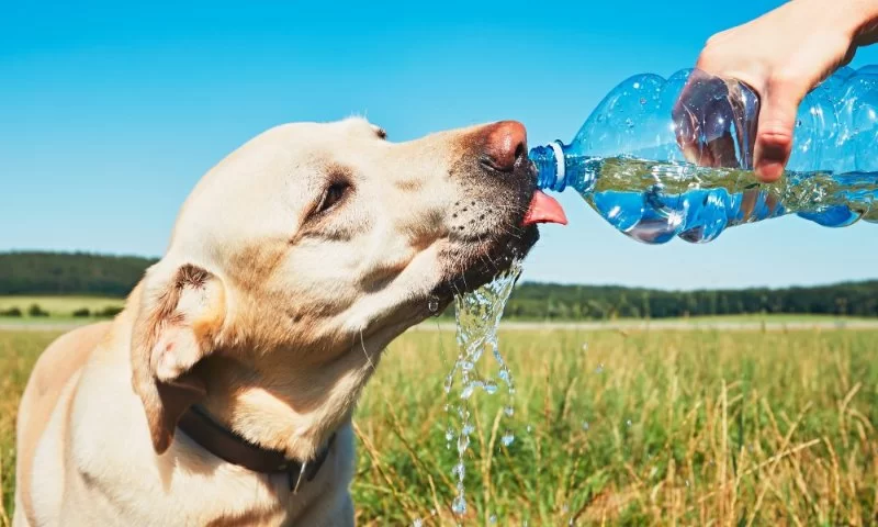 The Best Ways to Feed Pets During Hot Weather: Tips for Keeping Your Pets Healthy